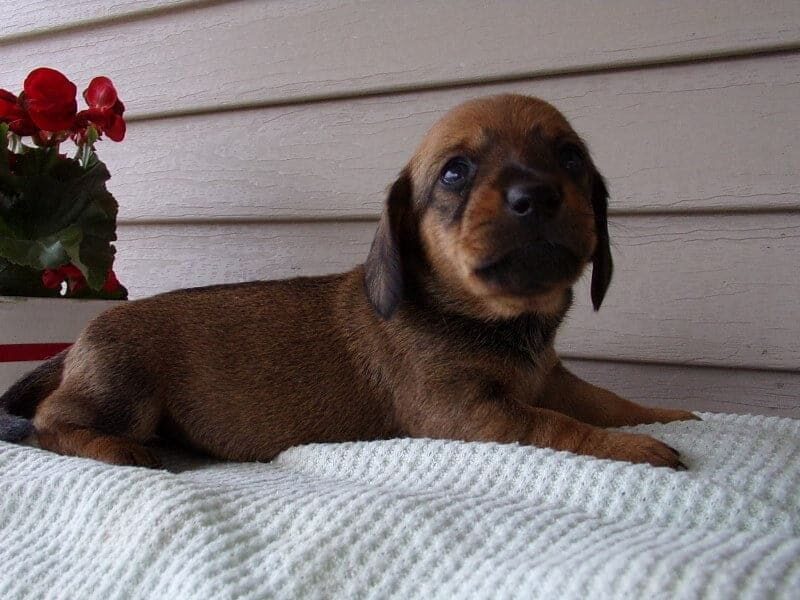 Mali, a Mini Dachshund puppy at Ramsey Creek Kennels in Indiana.