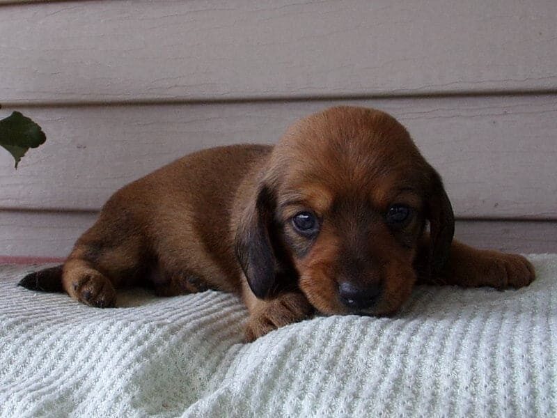 Mali, a Mini Dachshund puppy at Ramsey Creek Kennels in Indiana.