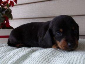 Markit at Ramsey Creek Kennels