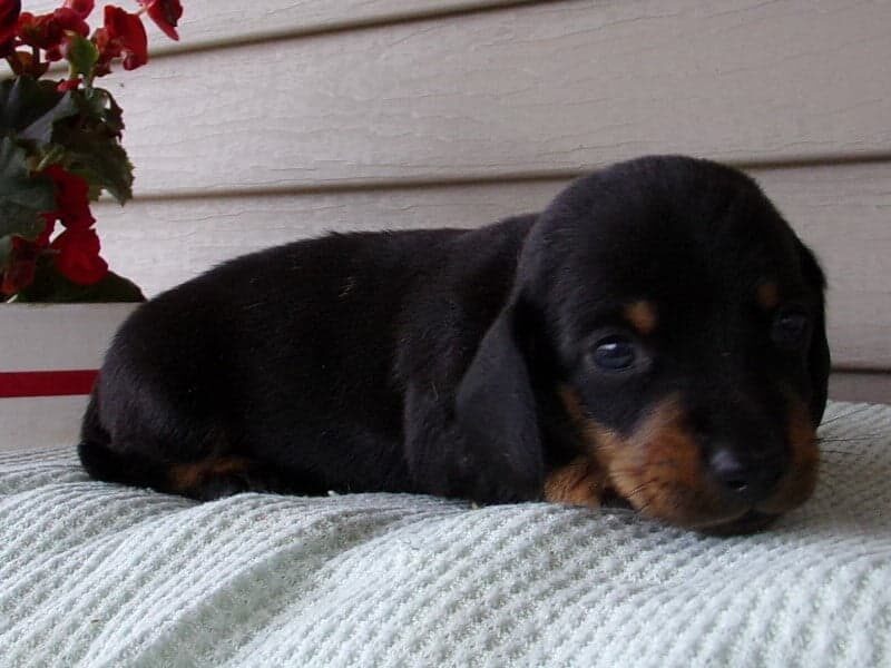 Markit, a Mini Dachshund puppy in Indiana.