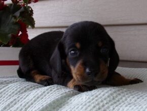 Markit at Ramsey Creek Kennels