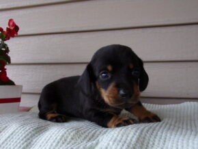 Markit at Ramsey Creek Kennels