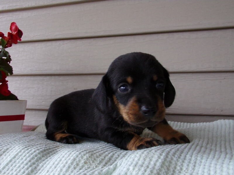 Markit, a Mini Dachshund puppy in Indiana.