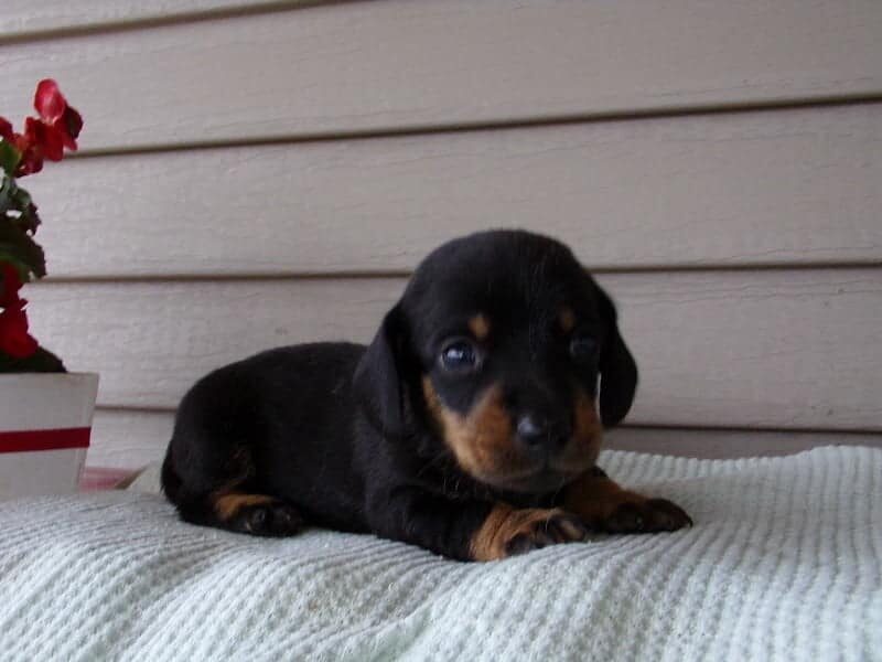 Markit, a Mini Dachshund puppy in Indiana.