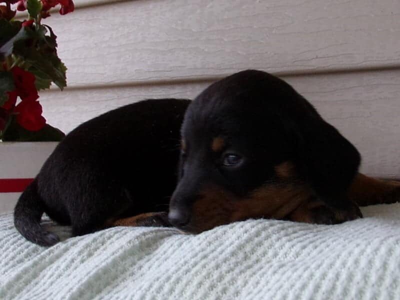 Mason, a Mini Dachshund puppy in Indiana.