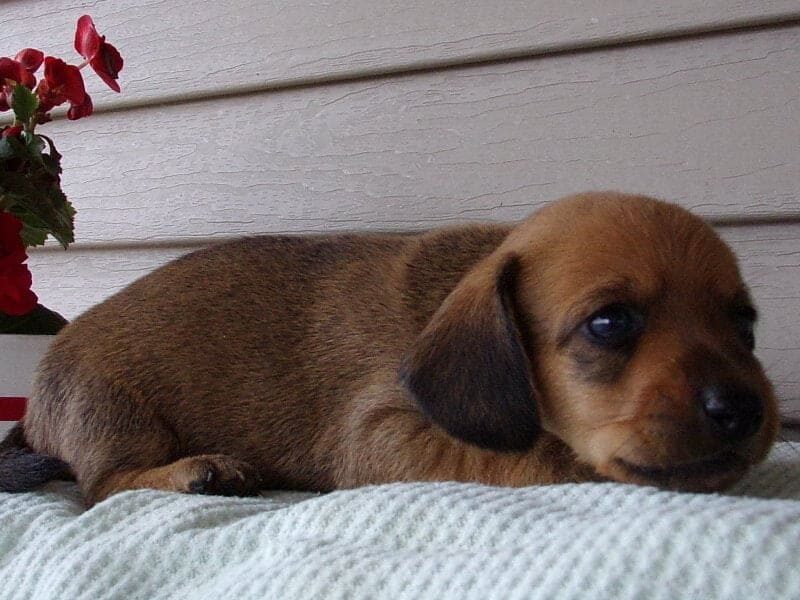 Mexan, a Mini Dachshund puppy in Indiana.