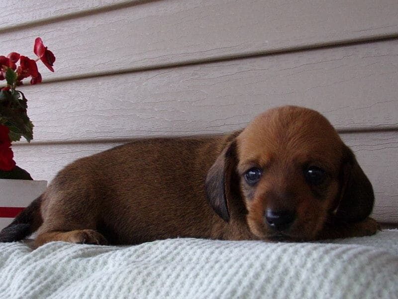 Mexan, a Mini Dachshund puppy in Indiana.