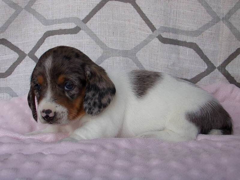 Marla, a Mini Dachshund puppy in Indiana.