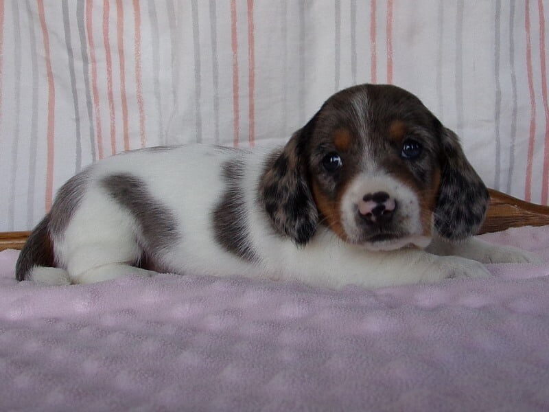 Marla, a Mini Dachshund puppy in Indiana.