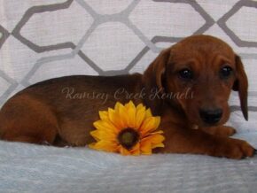 Morus at Ramsey Creek Kennels