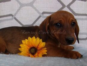 Morus at Ramsey Creek Kennels