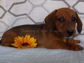 Morus at Ramsey Creek Kennels