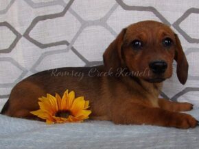 Morus at Ramsey Creek Kennels