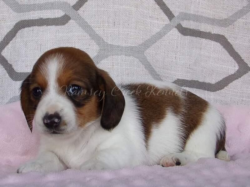 Mulla, a Mini Dachshund puppy at Ramsey Creek Kennels in Indiana.