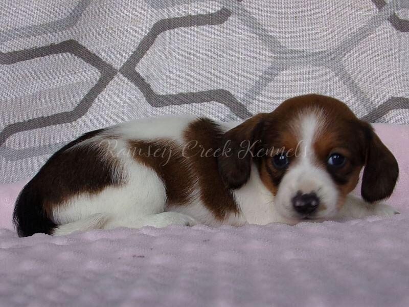 Mulla, a Mini Dachshund puppy at Ramsey Creek Kennels in Indiana.