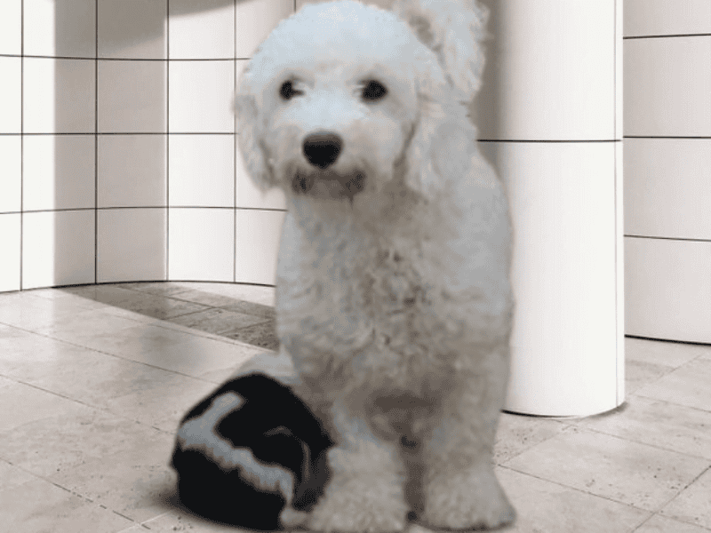 Paula, our Bichon Frise dam in Indiana.