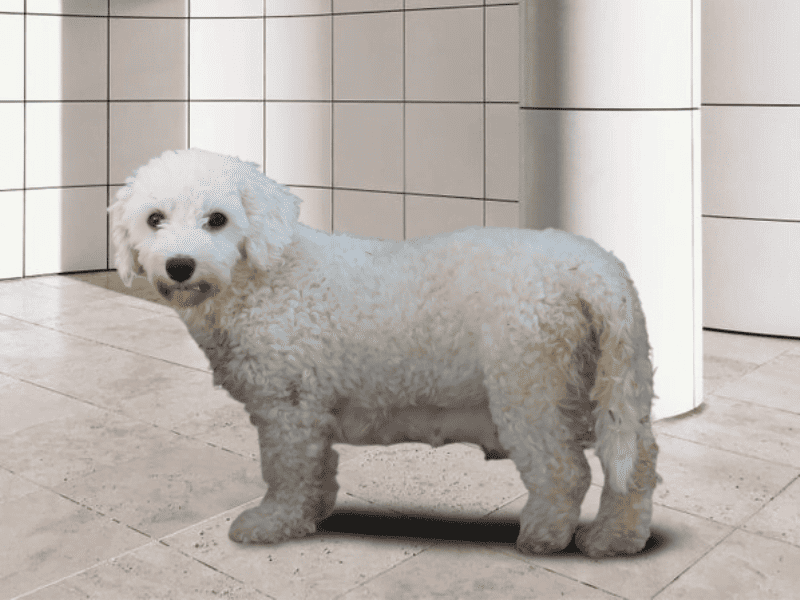 Paula, our Bichon Frise dam in Indiana.