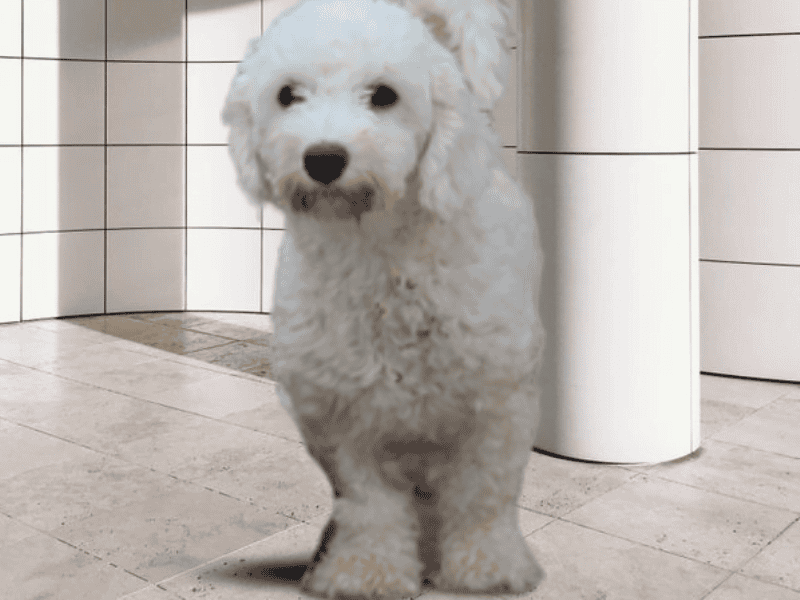 Paula, our Bichon Frise dam in Indiana.