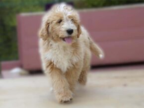 Paris at Ramsey Creek Kennels