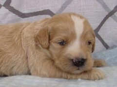 Photo2 for Sammy