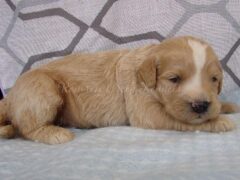 Photo3 for Sammy