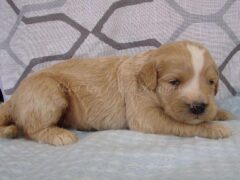 Photo1 for Sammy