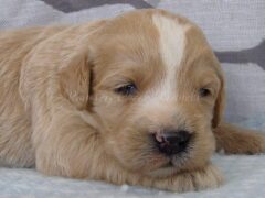 Photo4 for Sammy