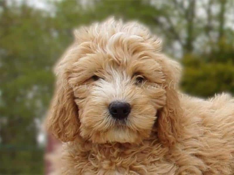 Sammy, a F1-Goldendoodle puppy in Indiana.