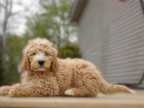 Sammy at Ramsey Creek Kennels