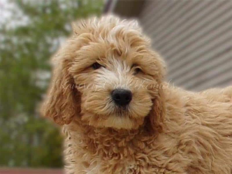 Sammy, a F1-Goldendoodle puppy in Indiana.