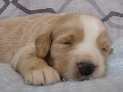 Photo3 for Sawyer