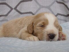 Photo4 for Sawyer