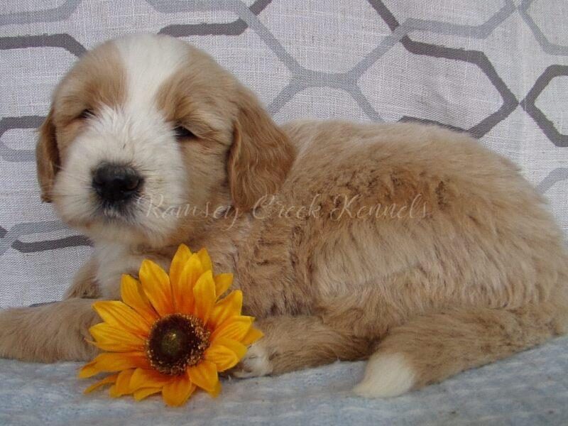 Sawyer, a F1-Goldendoodle puppy in Indiana.