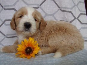 Sawyer at Ramsey Creek Kennels
