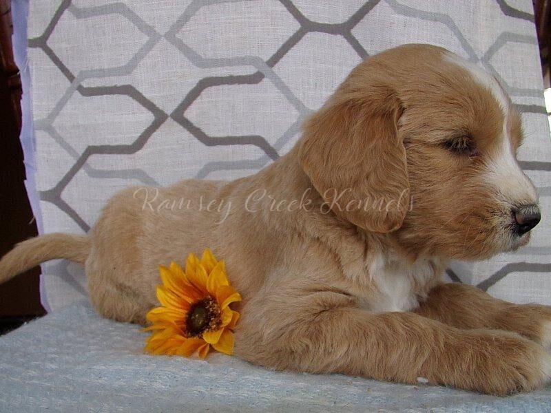 Shari, a F1-Goldendoodle puppy at Ramsey Creek Kennels in Indiana.