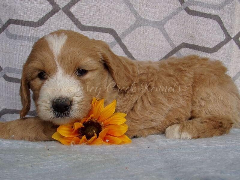 Shari, a F1-Goldendoodle puppy at Ramsey Creek Kennels in Indiana.