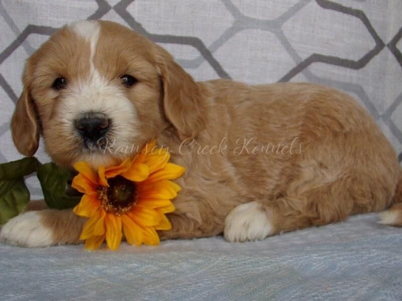Sharla, a F1-Goldendoodle puppy in Indiana.