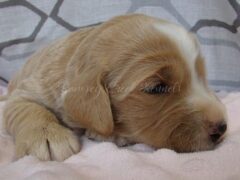 Photo1 for Sophie
