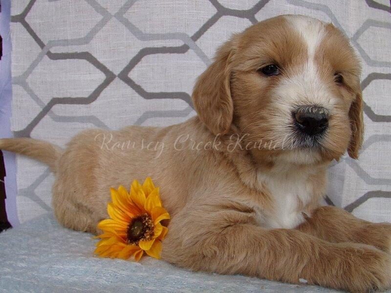 Sophie, a F1-Goldendoodle puppy in Indiana.