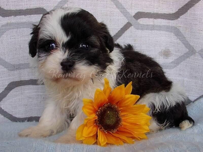 Pacha, a Shichon (Teddy Bear) puppy in Indiana.