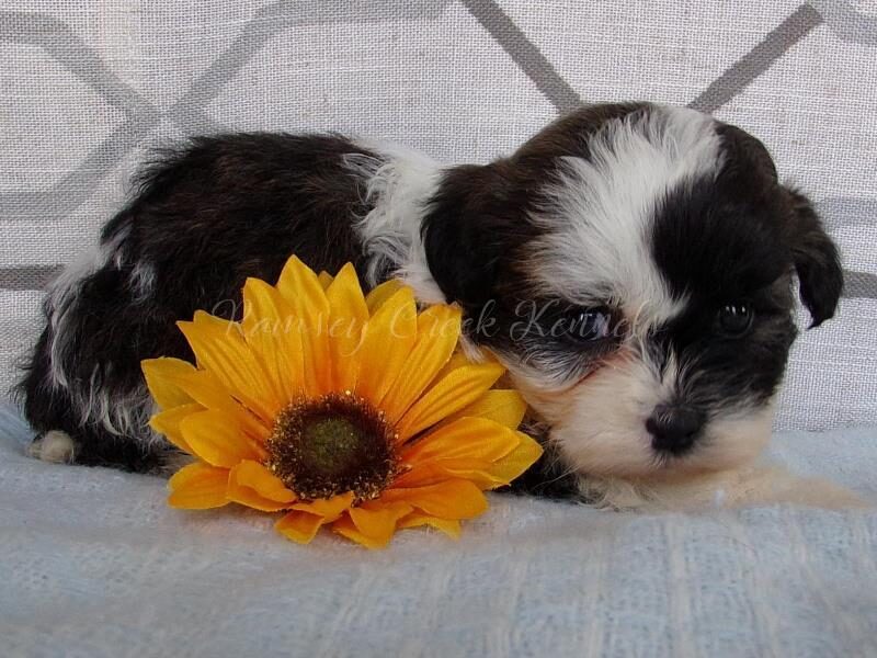 Pacha, a Shichon (Teddy Bear) puppy in Indiana.