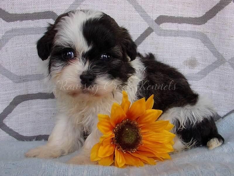 Pacha, a Shichon (Teddy Bear) puppy in Indiana.