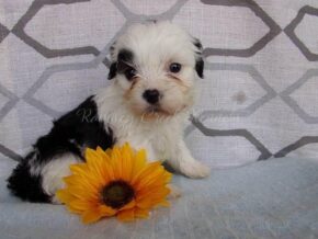 Paypal at Ramsey Creek Kennels
