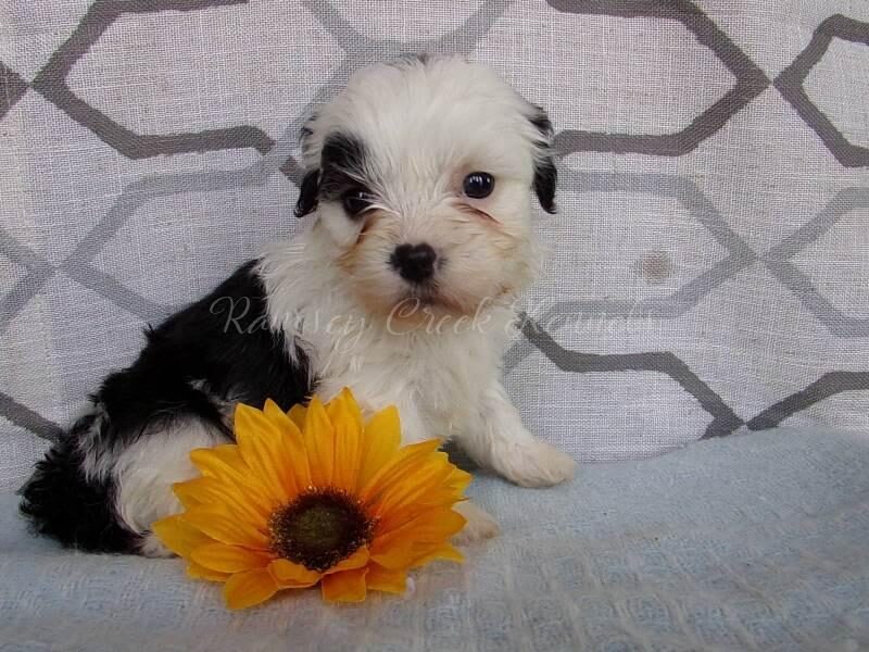 Paypal, a Shichon (Teddy Bear) puppy in Indiana.