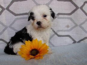 Paypal at Ramsey Creek Kennels