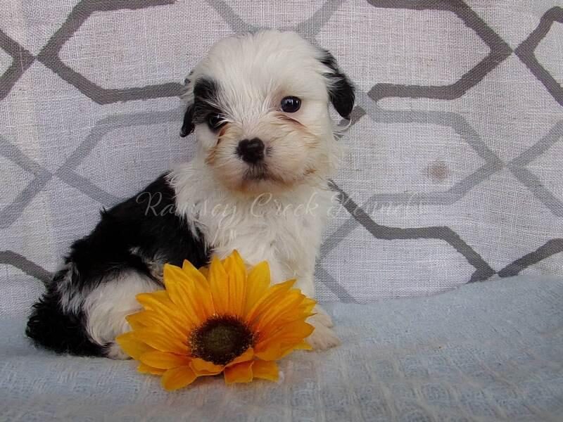 Paypal, a Shichon (Teddy Bear) puppy in Indiana.