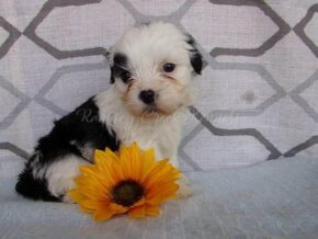 Paypal at Ramsey Creek Kennels