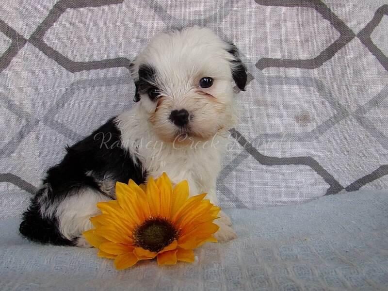Paypal, a Shichon (Teddy Bear) puppy in Indiana.