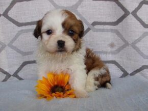Plett at Ramsey Creek Kennels