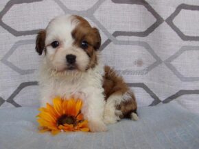 Plett at Ramsey Creek Kennels